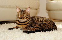 fakirbengal-black-jaguar