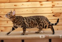 mainstreet-june-bug-amazongold