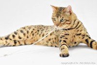 natuche-des-griffes-de-feu