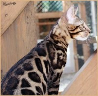 dazzledots-grandstand