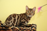 kaiserbengal-philadelphia