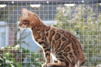 bengalivo-stop-n-stare