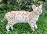 amazongold-cecelia-ann-of-coramonte