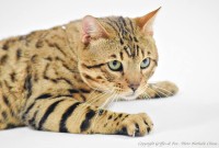 natuche-des-griffes-de-feu