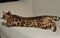 bengalivo-ranjit-of-suryabengal