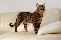 fakirbengal-black-jaguar