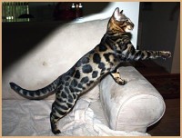 dazzledots-grandstand