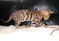 sunstorm-diamons-lola