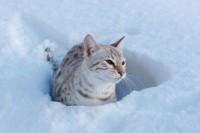 batifoleurs-mata-hari