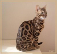 rapsody-for-you-schelwood