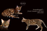 azanabengals-from-canada-with-love