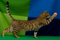 dido-ii-de-les-xanes