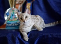 batifoleurs-mata-hari