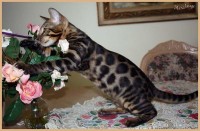 dazzledots-grandstand