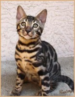 dazzledots-grandstand