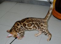 bengalivo-ranjit-of-suryabengal