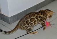 bengalivo-ranjit-of-suryabengal