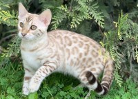amazongold-cecelia-ann-of-coramonte