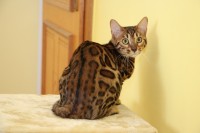 kaiserbengal-philadelphia