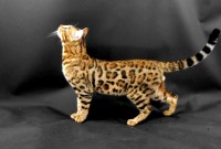 garabato-de-coramonte