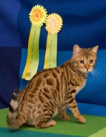 ashanti-damask-of-baracoa