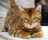 felinus-amicus-dark-cloud