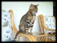 anjali-shining-star-of-sunstorm