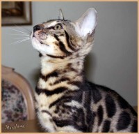 dazzledots-grandstand