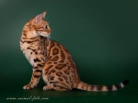 mainstreet-june-bug-amazongold