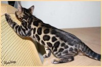 dazzledots-grandstand