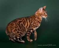 mainstreet-june-bug-amazongold