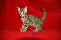 garabato-de-coramonte