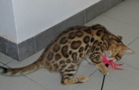 bengalivo-ranjit-of-suryabengal