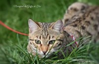 neverglade-des-griffes-de-feu