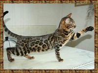 wild-africa-solemn-unity