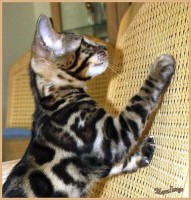 dazzledots-grandstand