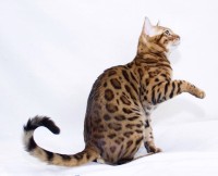 russicats-dean-winchester