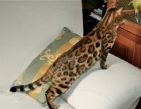 bengalivo-ranjit-of-suryabengal