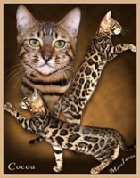 dazzledots-chocolate-kisses