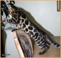 dazzledots-grandstand