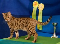 ashanti-damask-of-baracoa