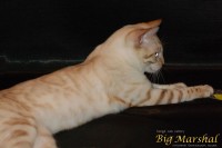 affectionate-beast-gold-bugatti