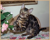 dazzledots-grandstand