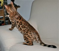 bengalivo-ranjit-of-suryabengal