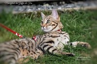 neverglade-des-griffes-de-feu