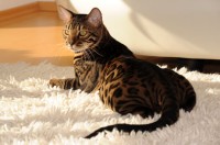 fakirbengal-black-jaguar