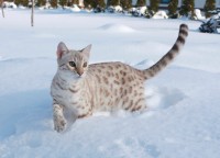 batifoleurs-mata-hari