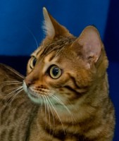 dido-ii-de-les-xanes