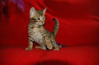 garabato-de-coramonte