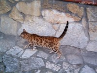 rapsody-for-you-schelwood